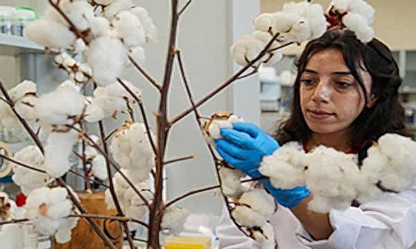 Pamuk sapından katma değerli ürün!