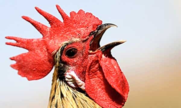 Deniz Horozu ırkı koruma altında